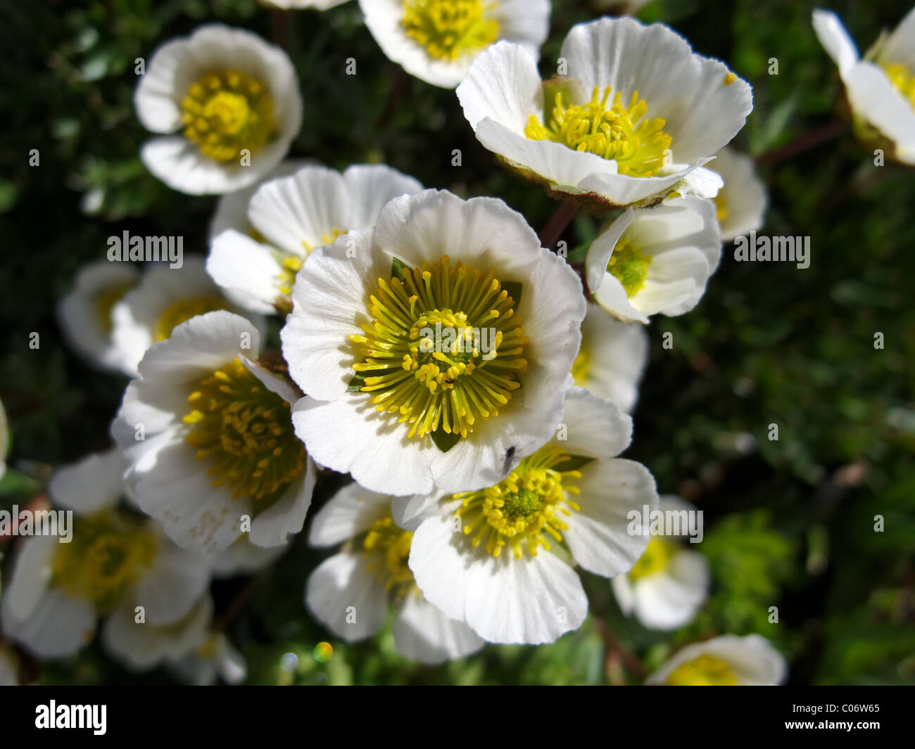 A Glacier Crowfoot Stock Photo Alamy