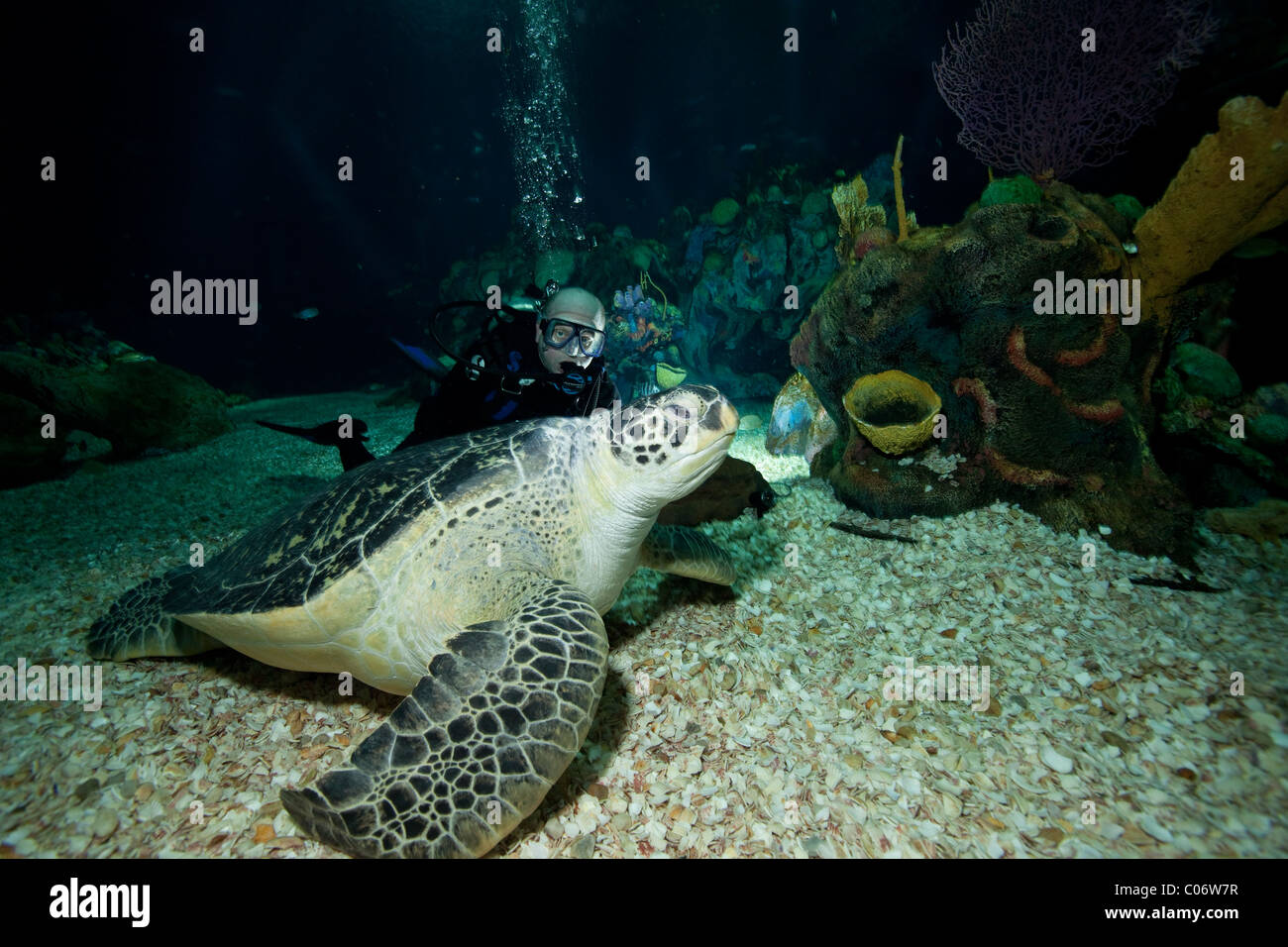 Programs manager and dive safety officer for Epcot inside the Living