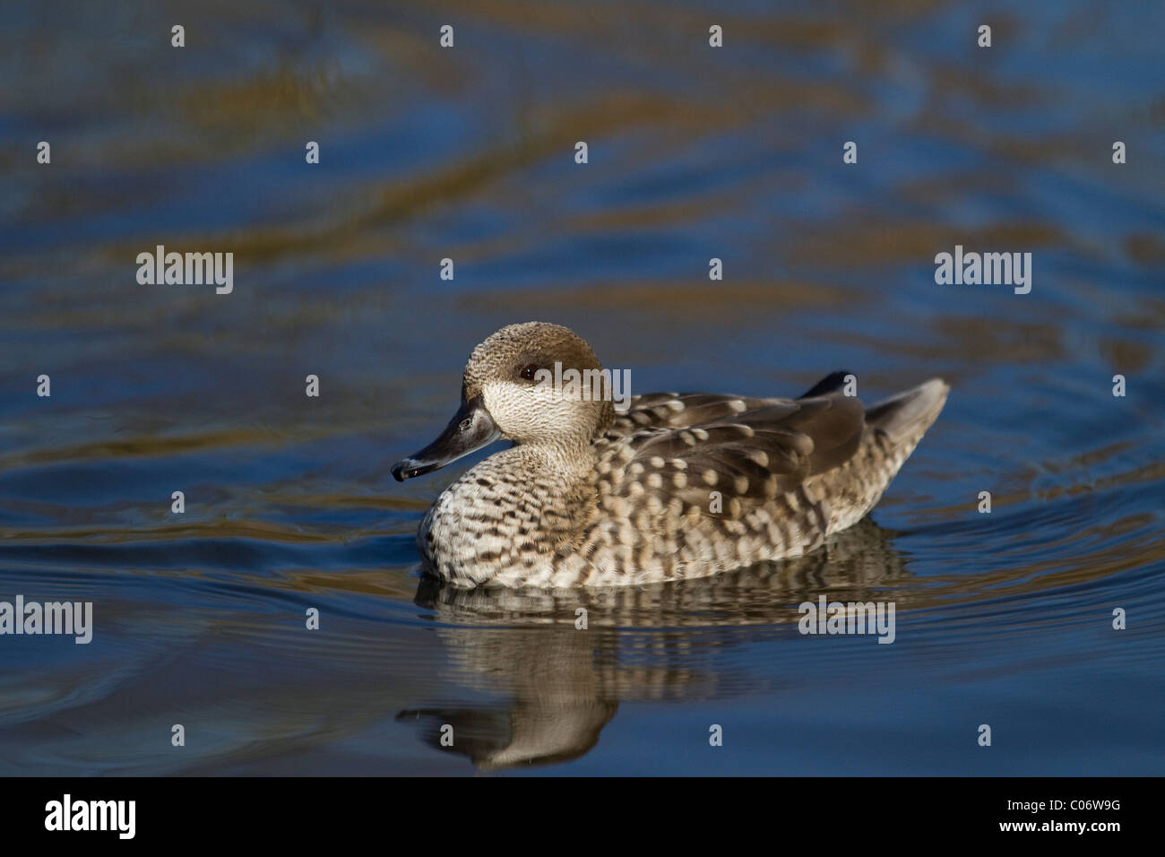 Marbled Teal   Duck on pond at Martin Mere, Burscough, Southport, Merseyside, UK Stock Photo