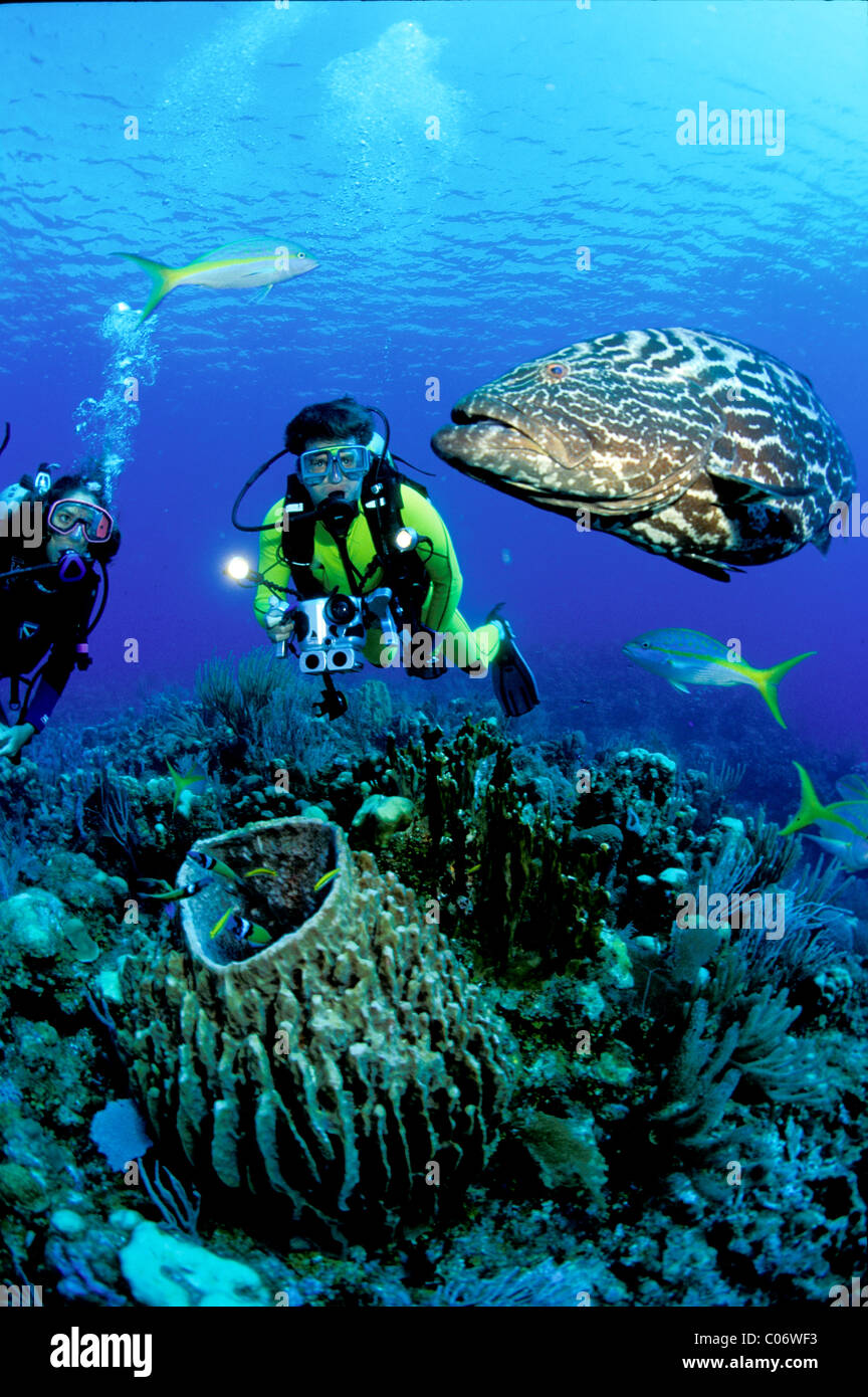 Scuba divers with Black grouper on coral reef Stock Photo - Alamy