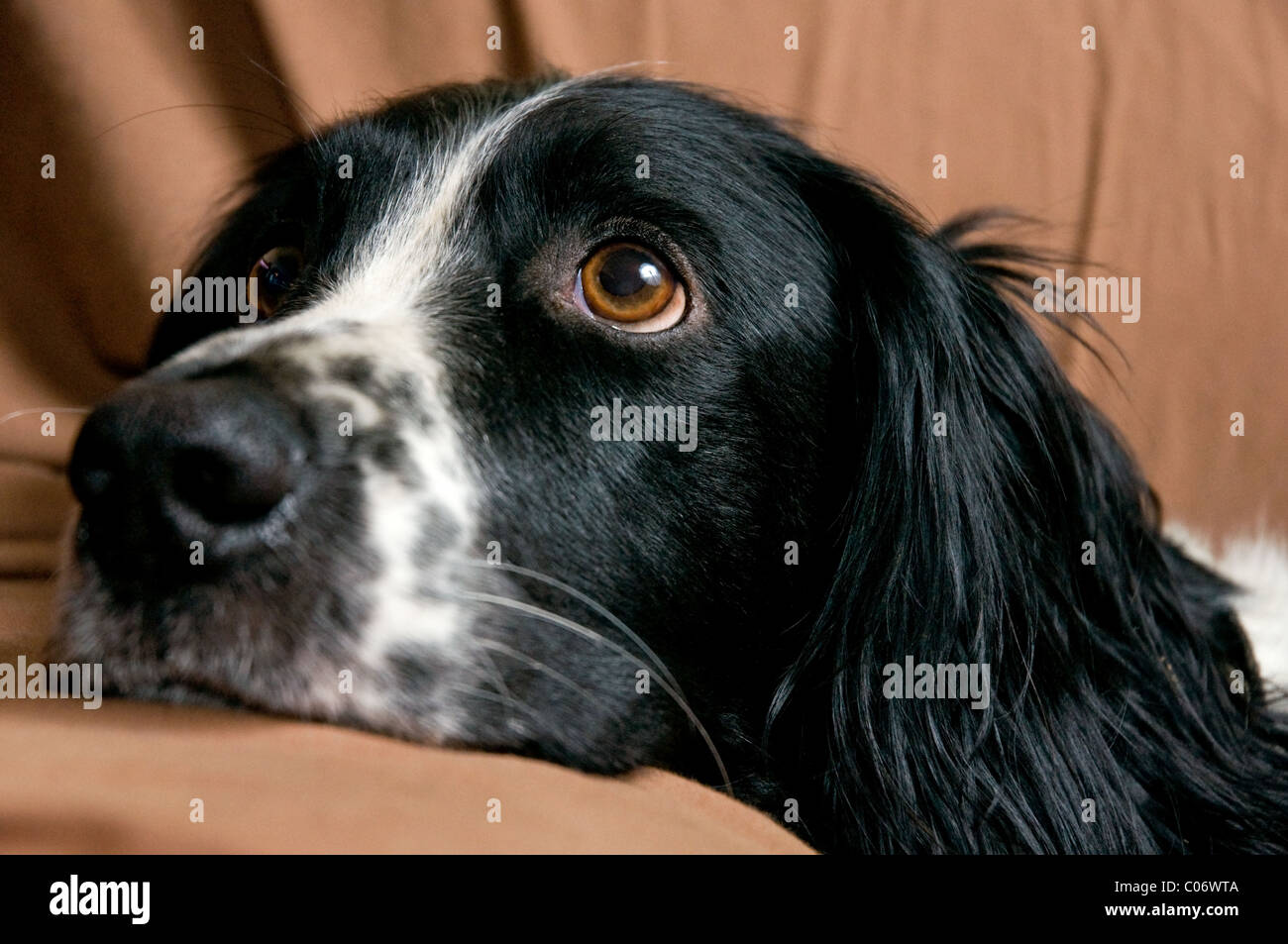 Dog muzzle springer hires stock photography and images Alamy