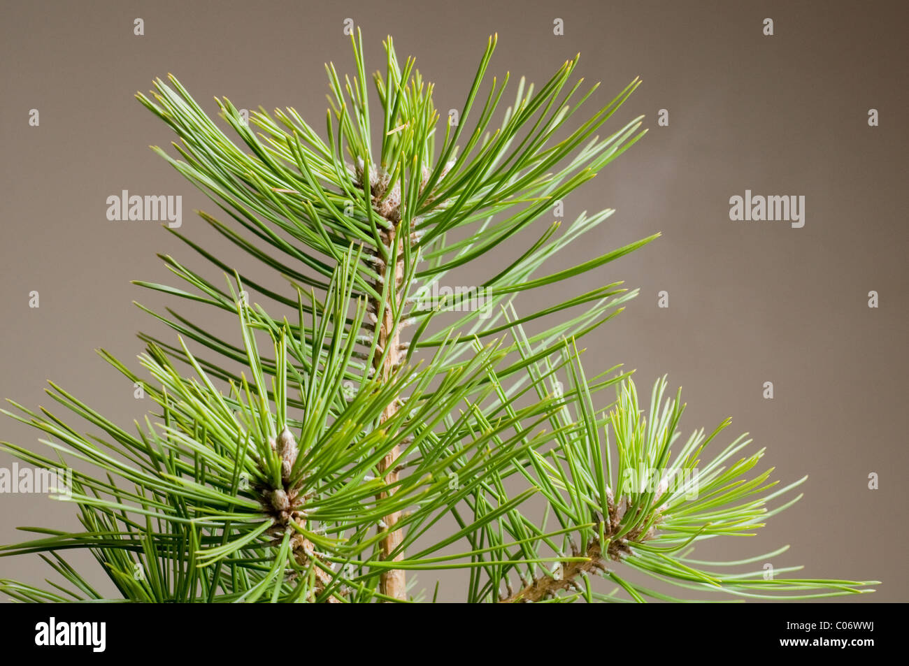 Japanese Red Pine (Pinus densiflora) 'Jane Kluis' Stock Photo
