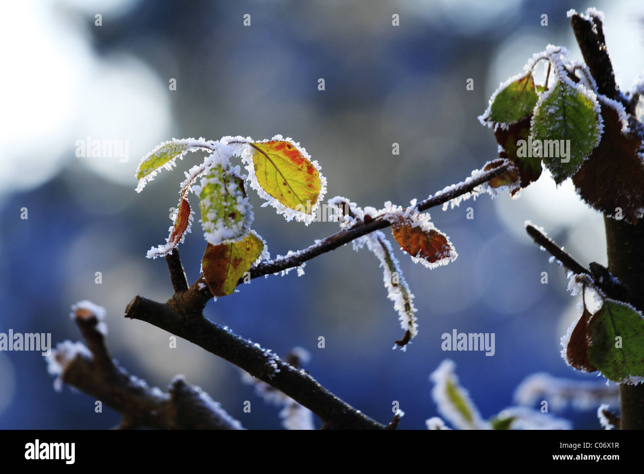 Brambles covered in hoar frost. Stock Photo