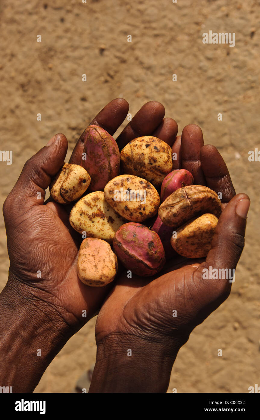 Kola nuts in one's person' s hands. Pays Dogon, Mali. Stock Photo
