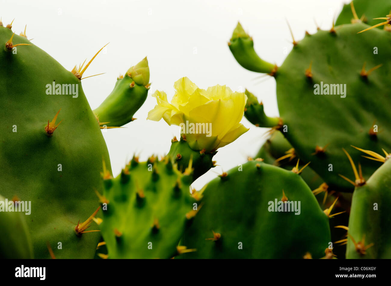 A cactus plant with a yellow flower.Bundala Sri Lanka Stock Photo Alamy