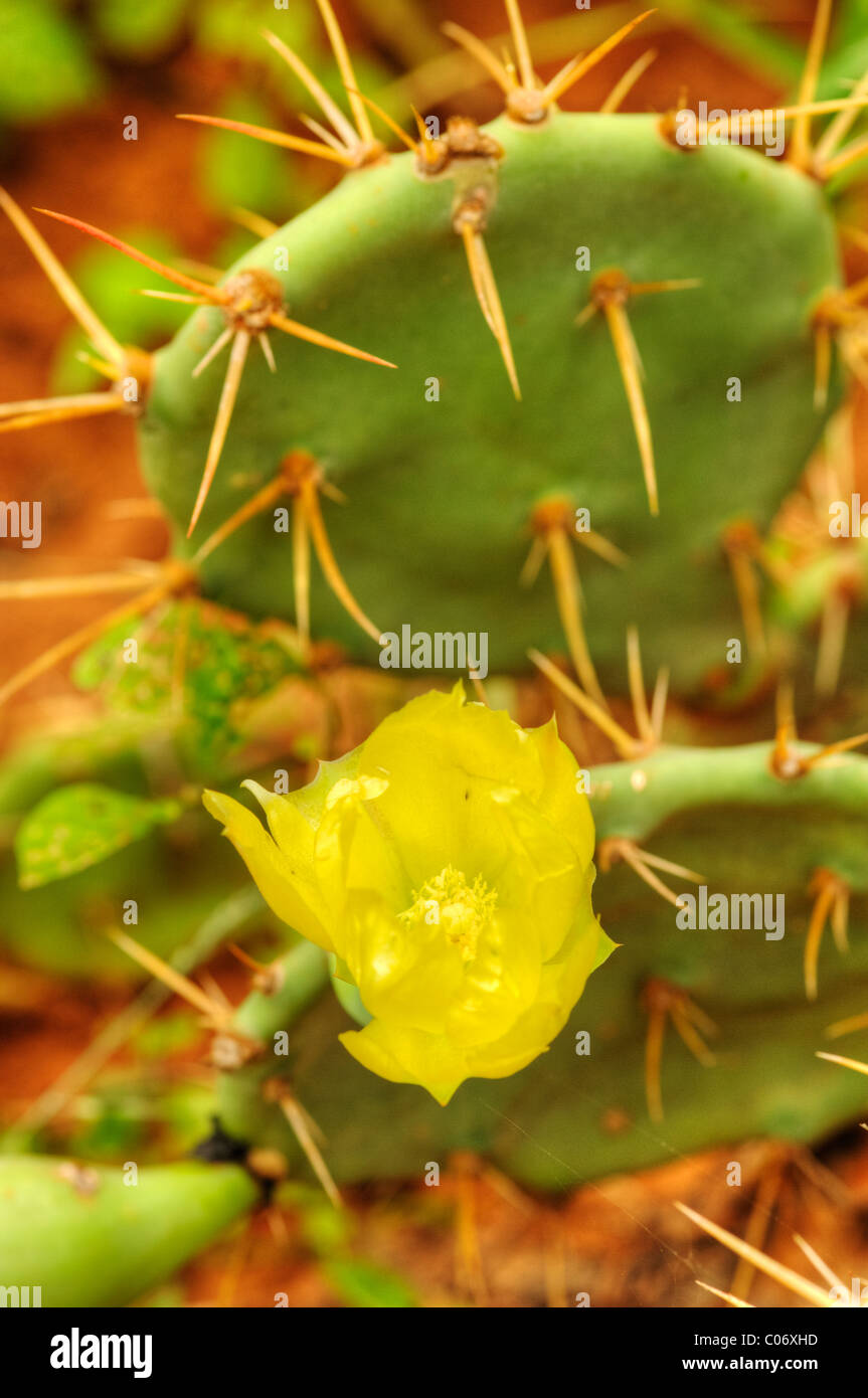 A cactus plant with a yellow flower.Bundala Sri Lanka Stock Photo Alamy