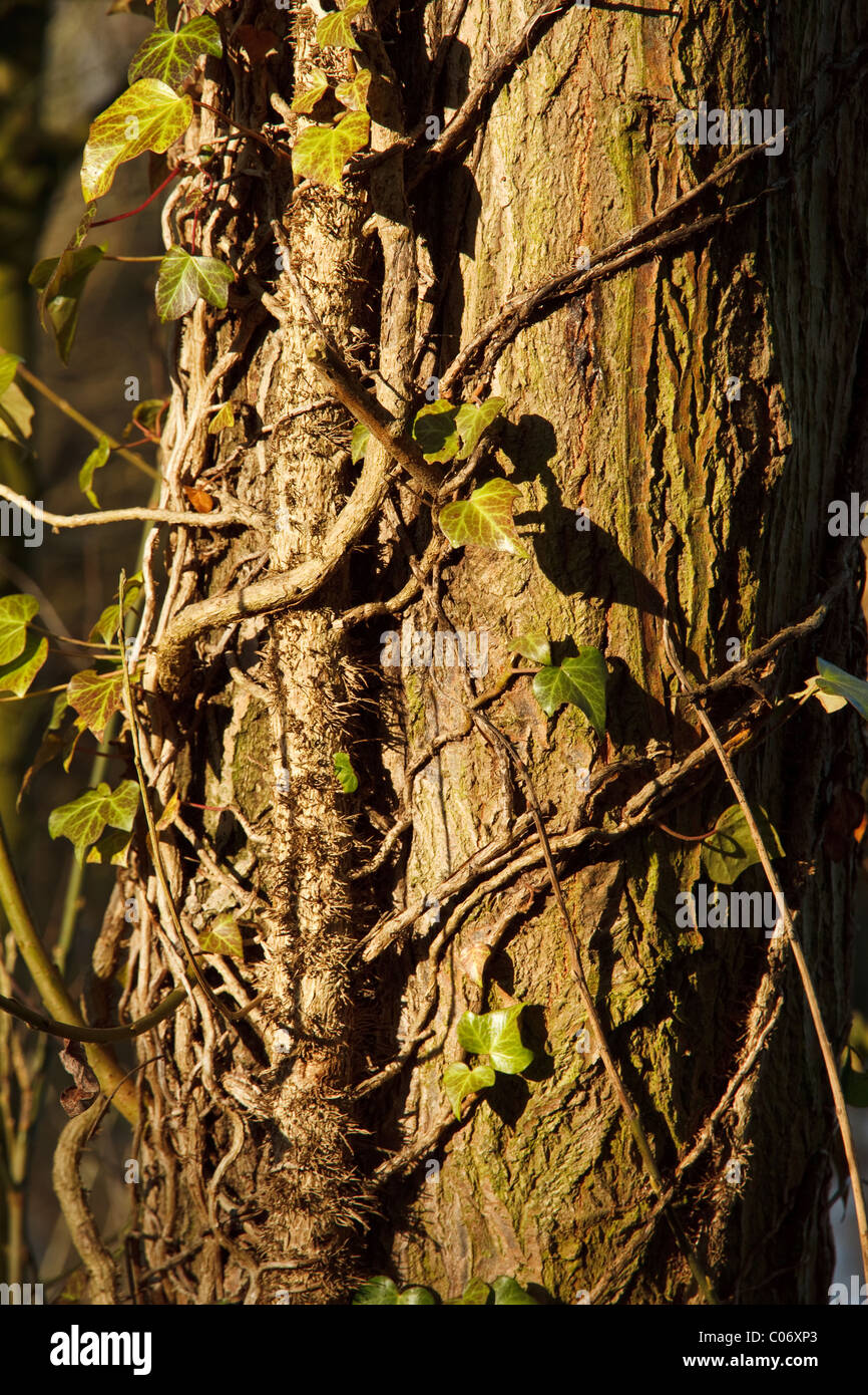 Close up countryside tree hi-res stock photography and images - Alamy