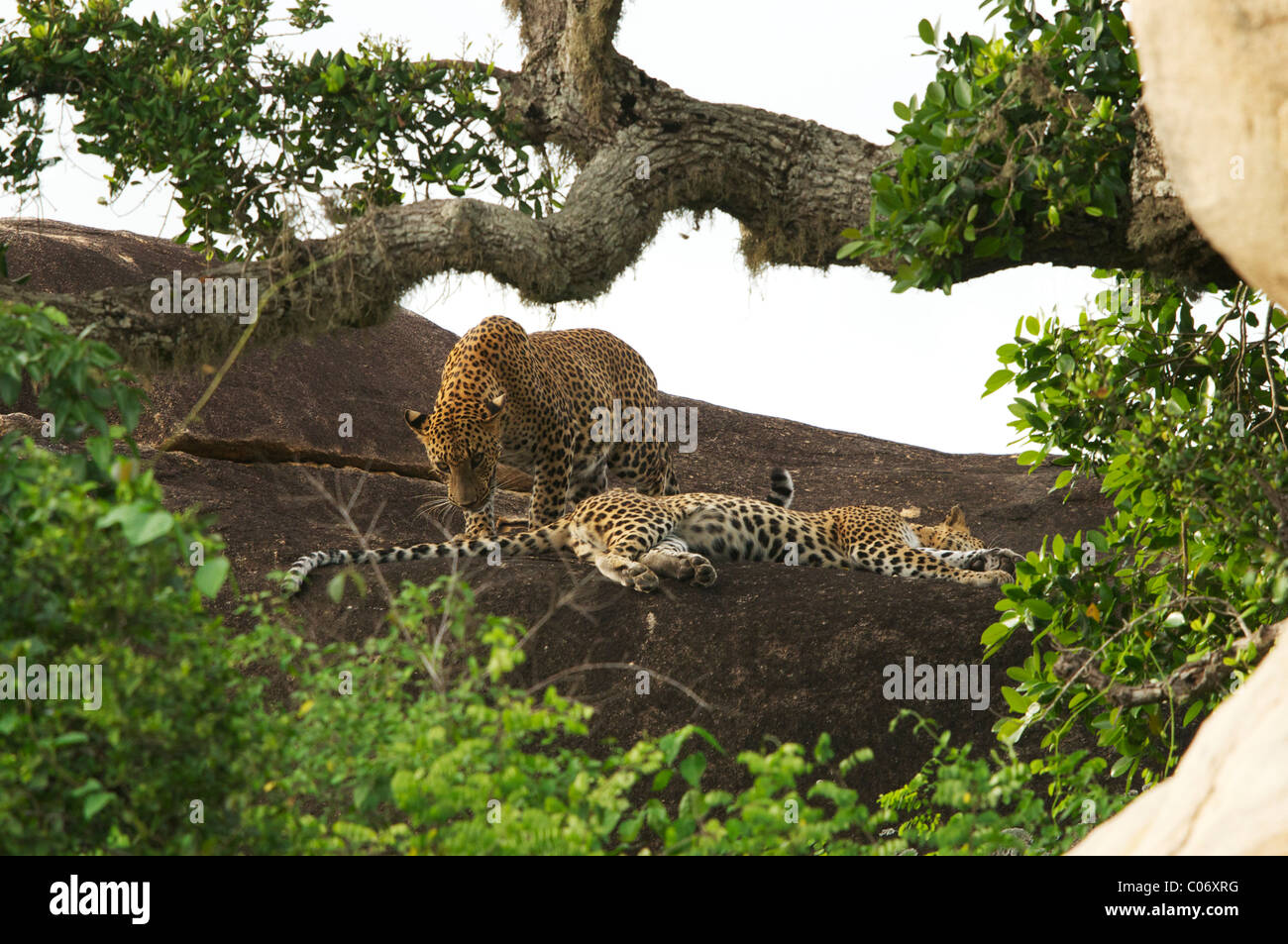 Brown leopard on top of grey rock photo – Free Animal Image on
