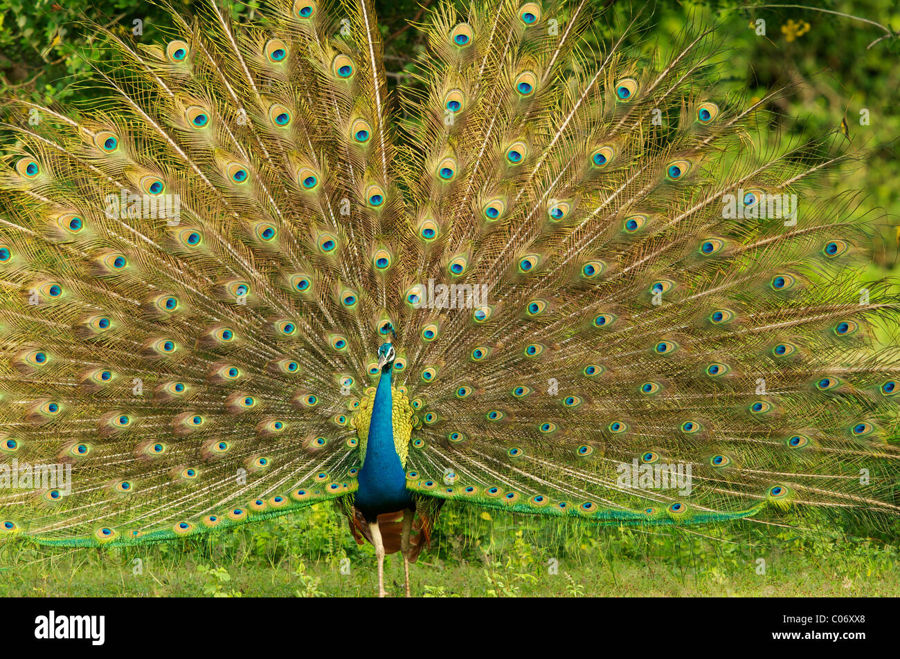 Peafowl, a male peacock display, Yala National Park Sri Lanka Stock Photo