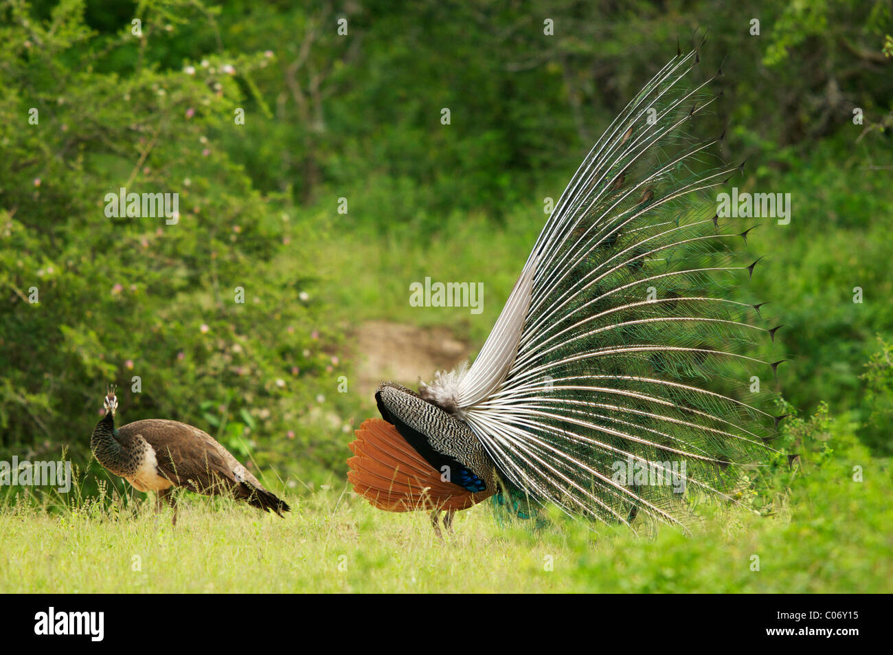 Peafowls A Male Peacock Displaying In Front Of A Female Yala National