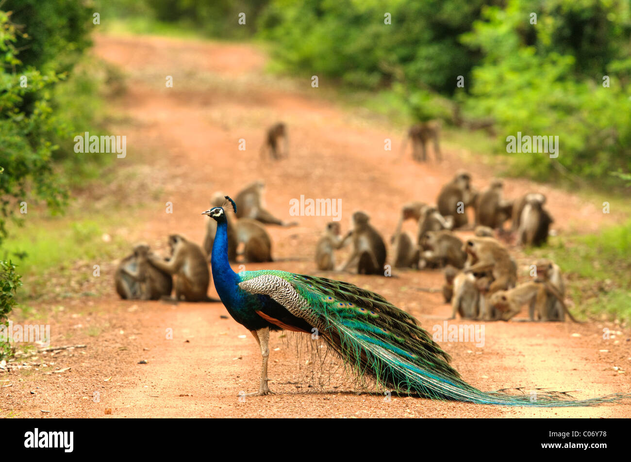 A peacock on a road in front of a group of monkeys, Yala National Park Sri Lanka Stock Photo