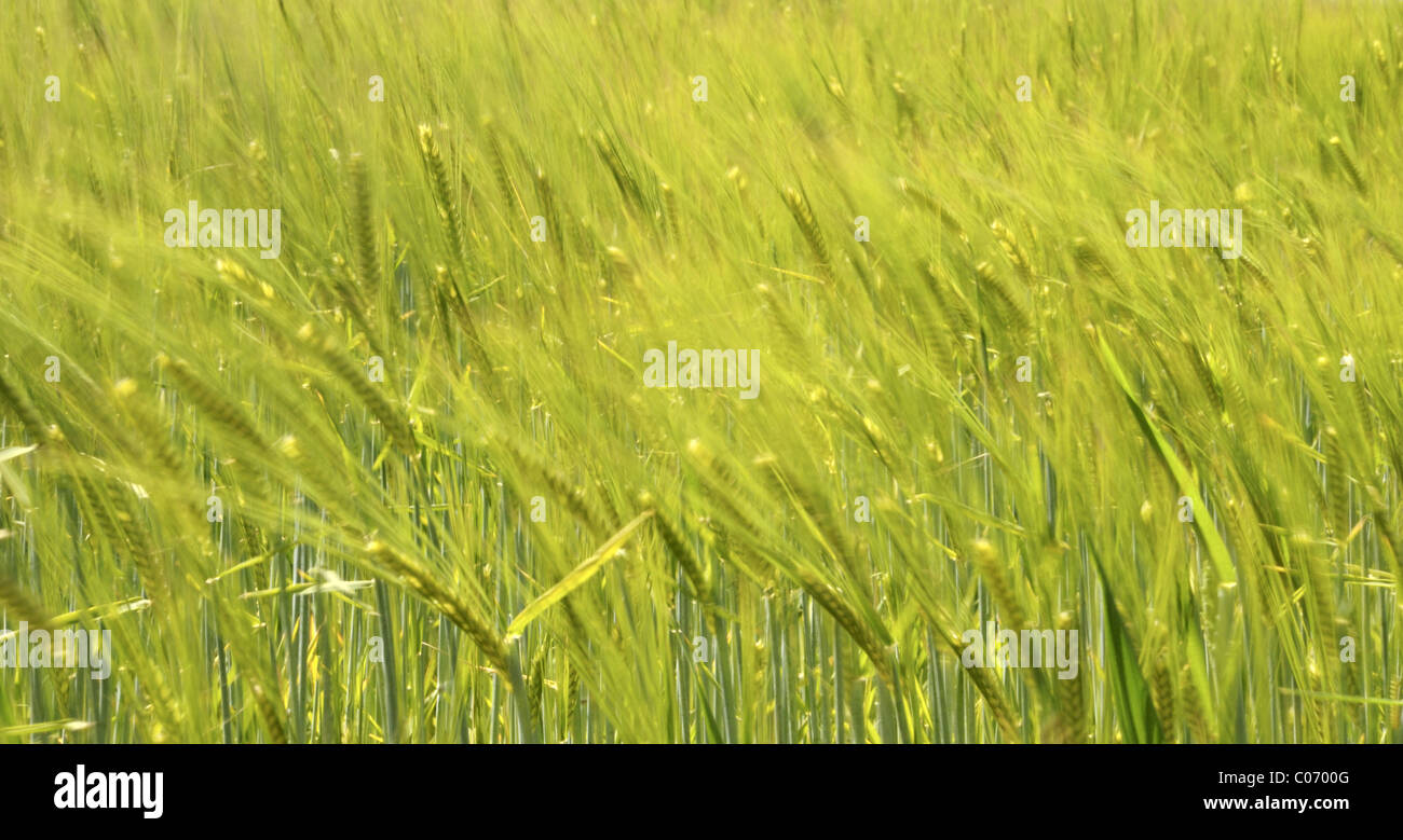 Wheat crop movement hi-res stock photography and images - Alamy