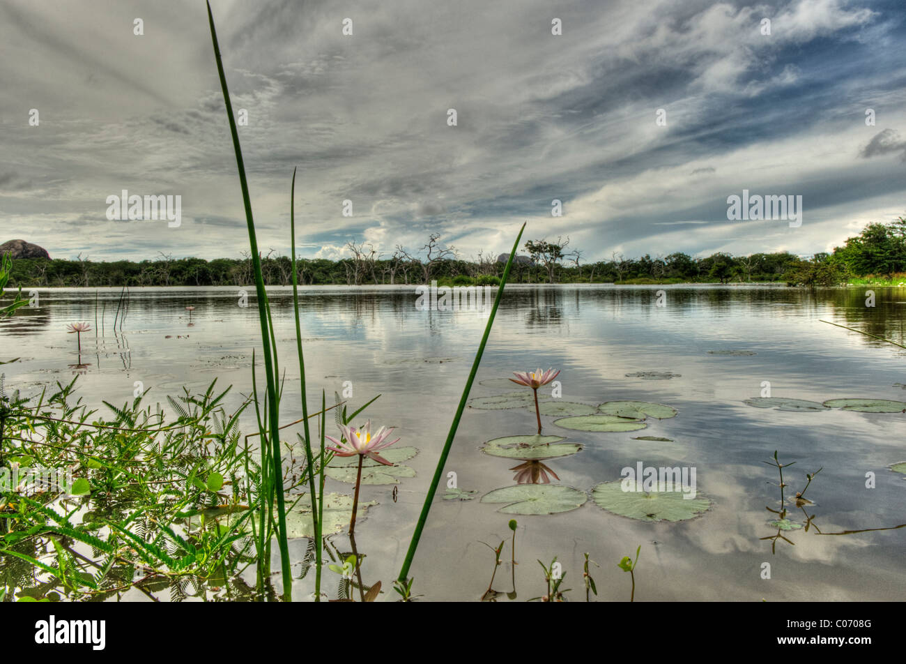 Yala lake, Yala National Park Sri Lanka Stock Photo Alamy