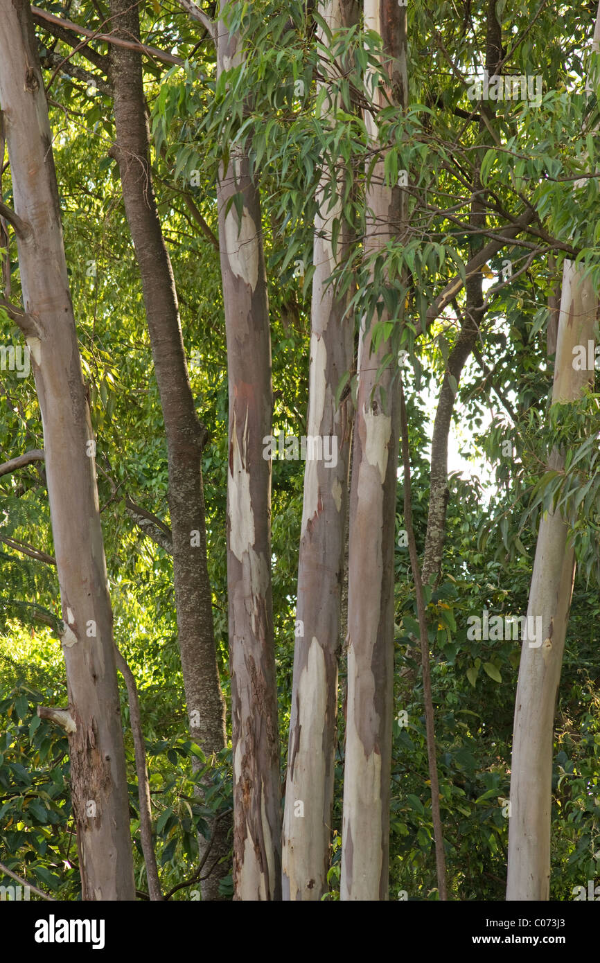 Eucalyptus tree farm hi-res stock photography and images - Alamy