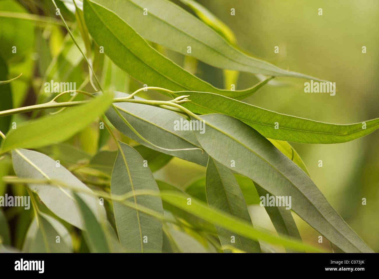 Eucalyptus branches leaves hires stock photography and images Alamy