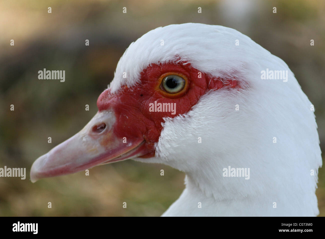 close up of Muscovy duck with feather and eye detail Stock Photo