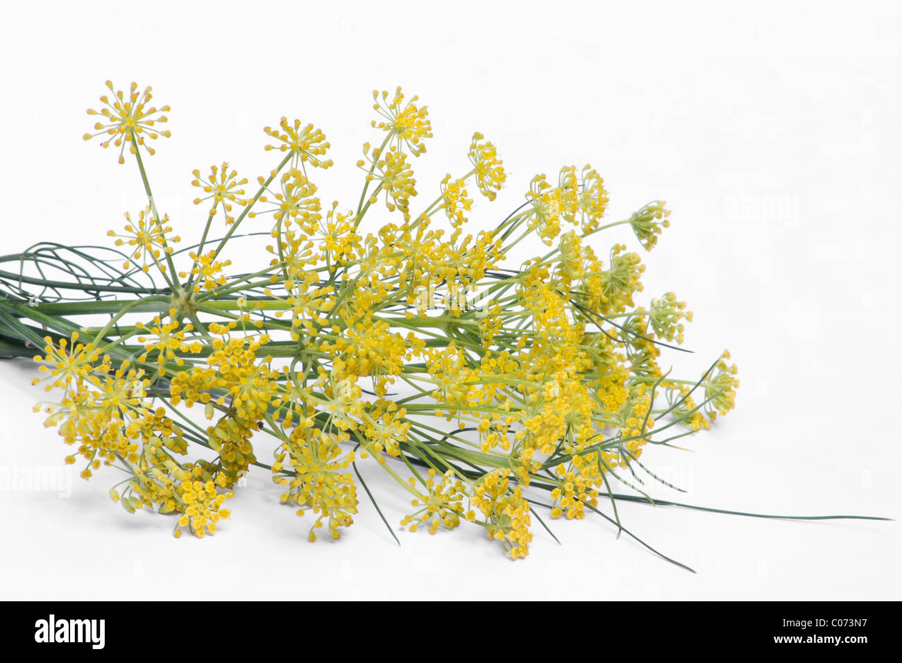 Sweet fennel flowers on white background Stock Photo Alamy