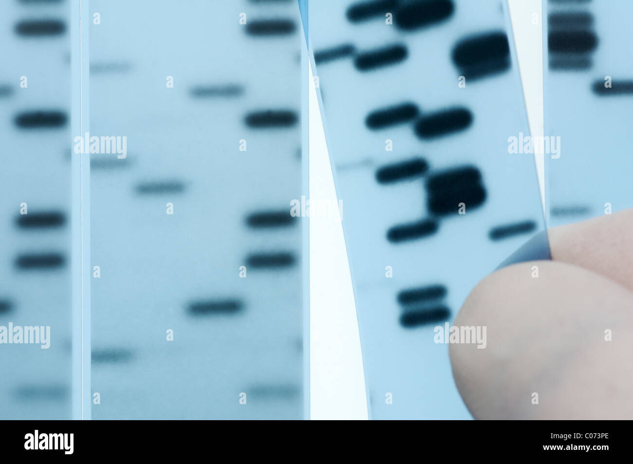 DNA sequencing. Scientist points to bands representing nucleotide bases (A,C,T,G) in an x-ray image of a gel.  Sanger method. Stock Photo
