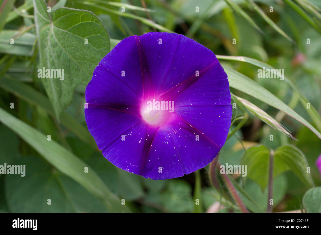 Photo of a Morning glory (Ipomoea Violacea) in Mexico Stock Photo