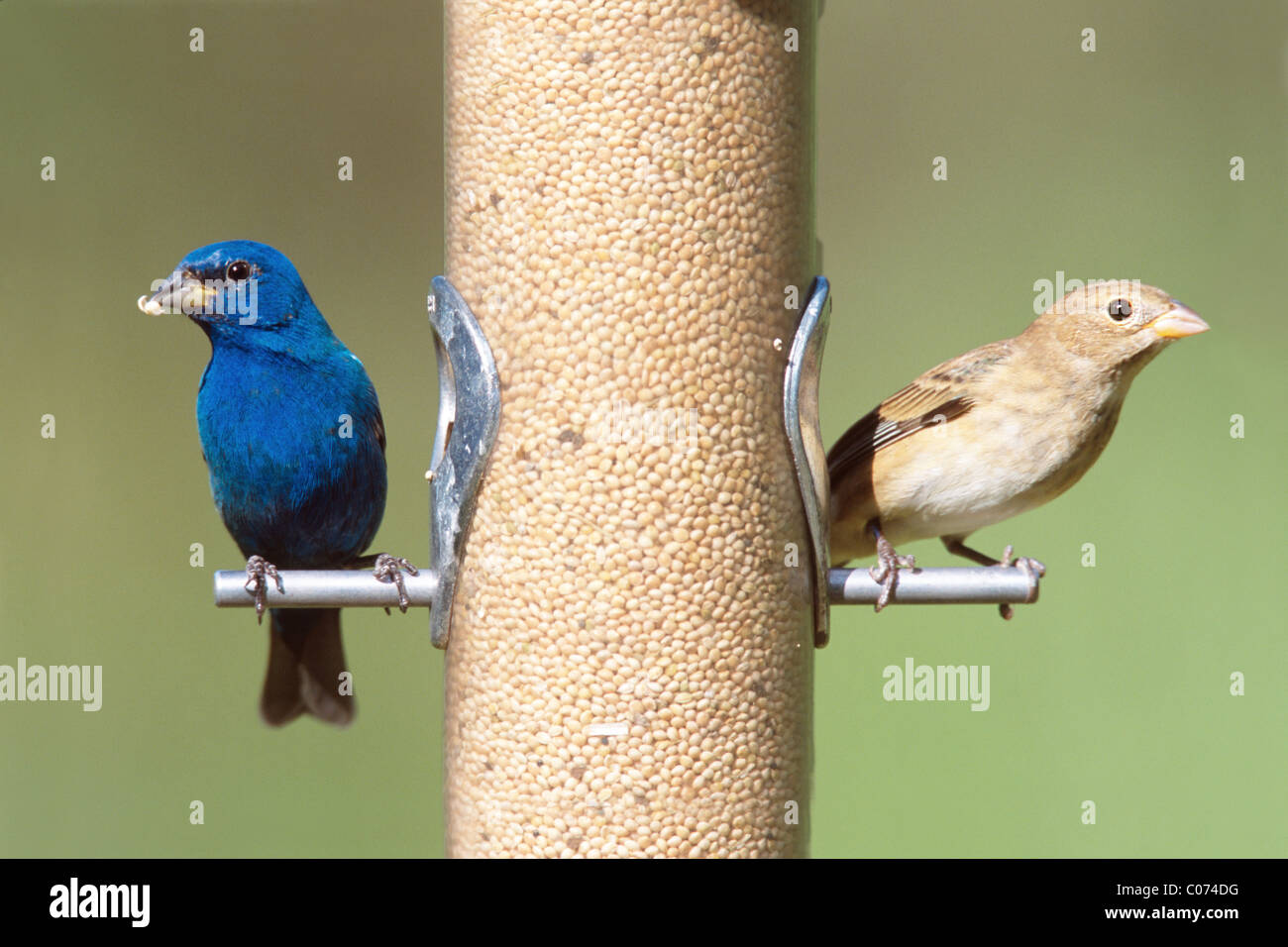 Indigo Buntings Male And Female Perching On Feeder Stock Photo