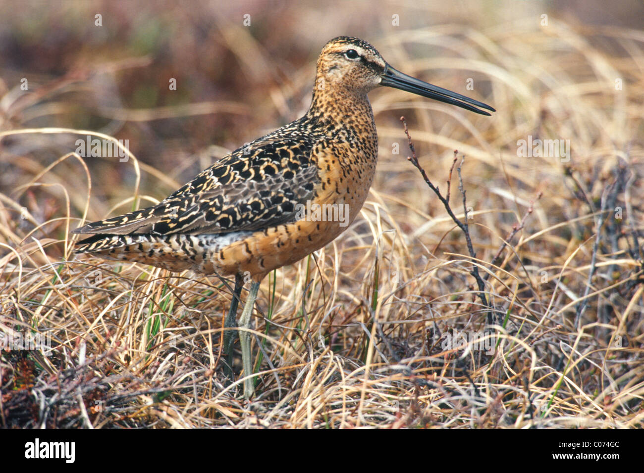 Long-billed Dowitcher Stock Photo