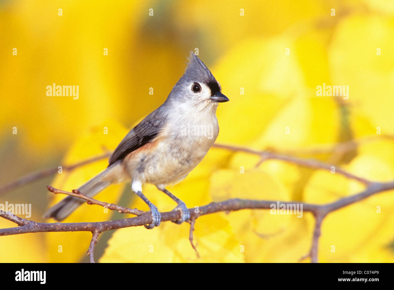 Tufted Titmouse perching in Fall Leaves Stock Photo