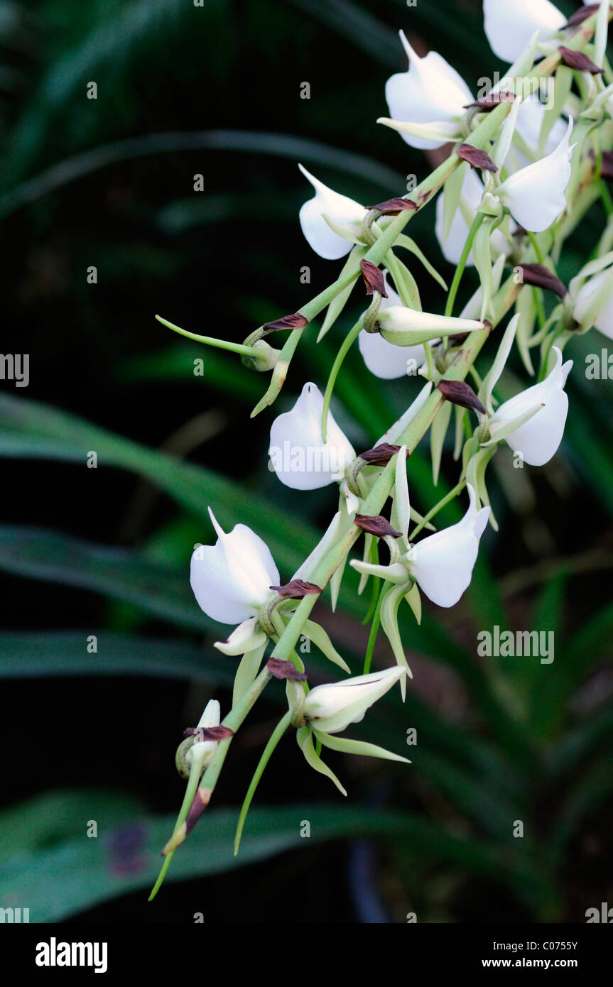 angraecum eburneum white orchid flower bloom blossom inflorescence Stock Photo