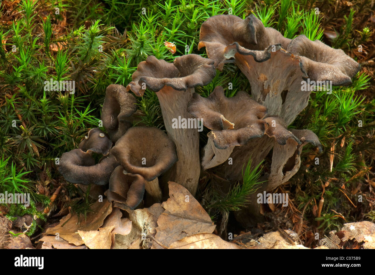 Horn of Plenty (Craterellus cornucopioides), fruiting bodies on the forest flor. Stock Photo