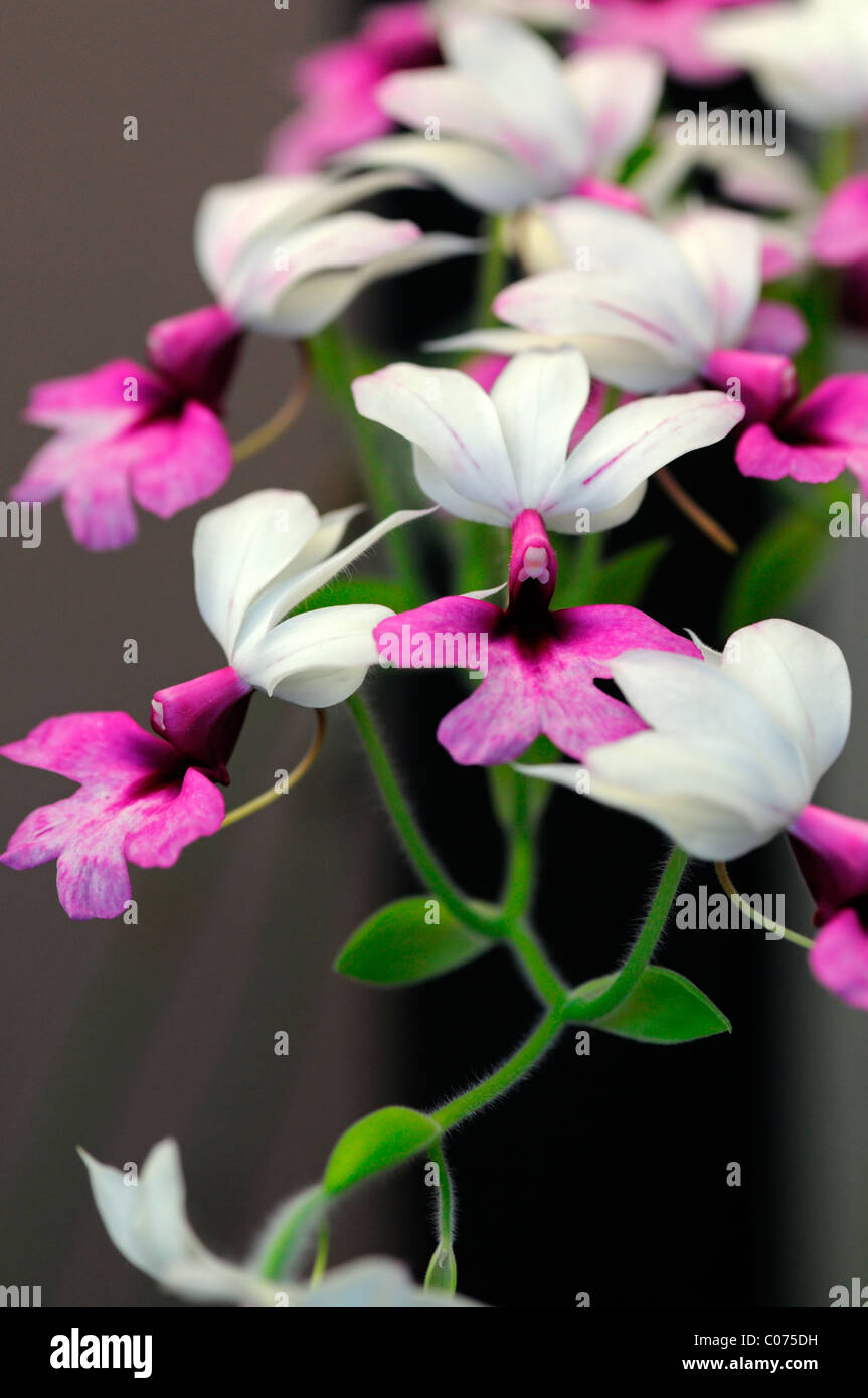 calanthe vestita var regnieri pink white orchid flowers inflorescence bloom blossom Stock Photo