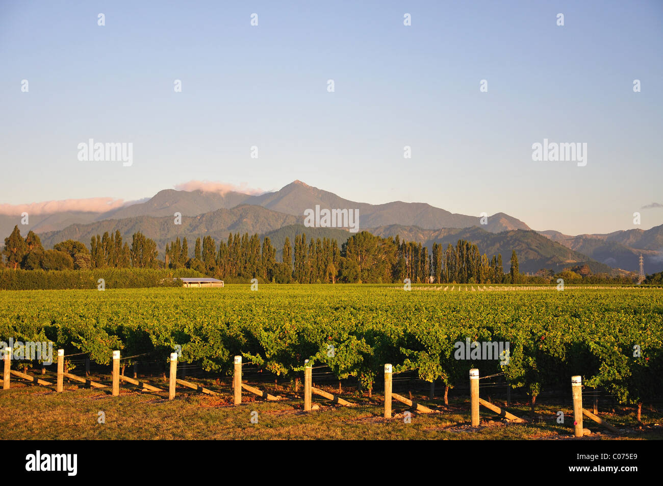 Marlborough vineyard, Wairau Valley, Blenheim, Marlborough, South Island, New Zealand Stock