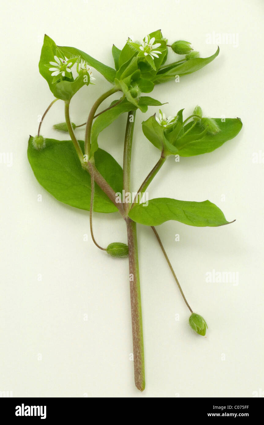 Common Chickweed (Stellaria media), flowering stem. Studio picture against a white background. Stock Photo