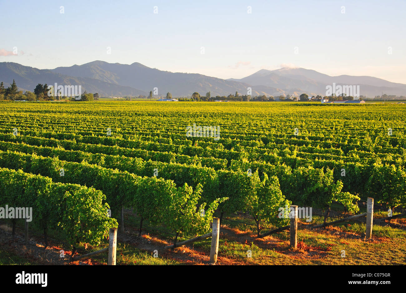 Marlborough vineyard, Wairau Valley, Blenheim, Marlborough, South Island, New Zealand Stock