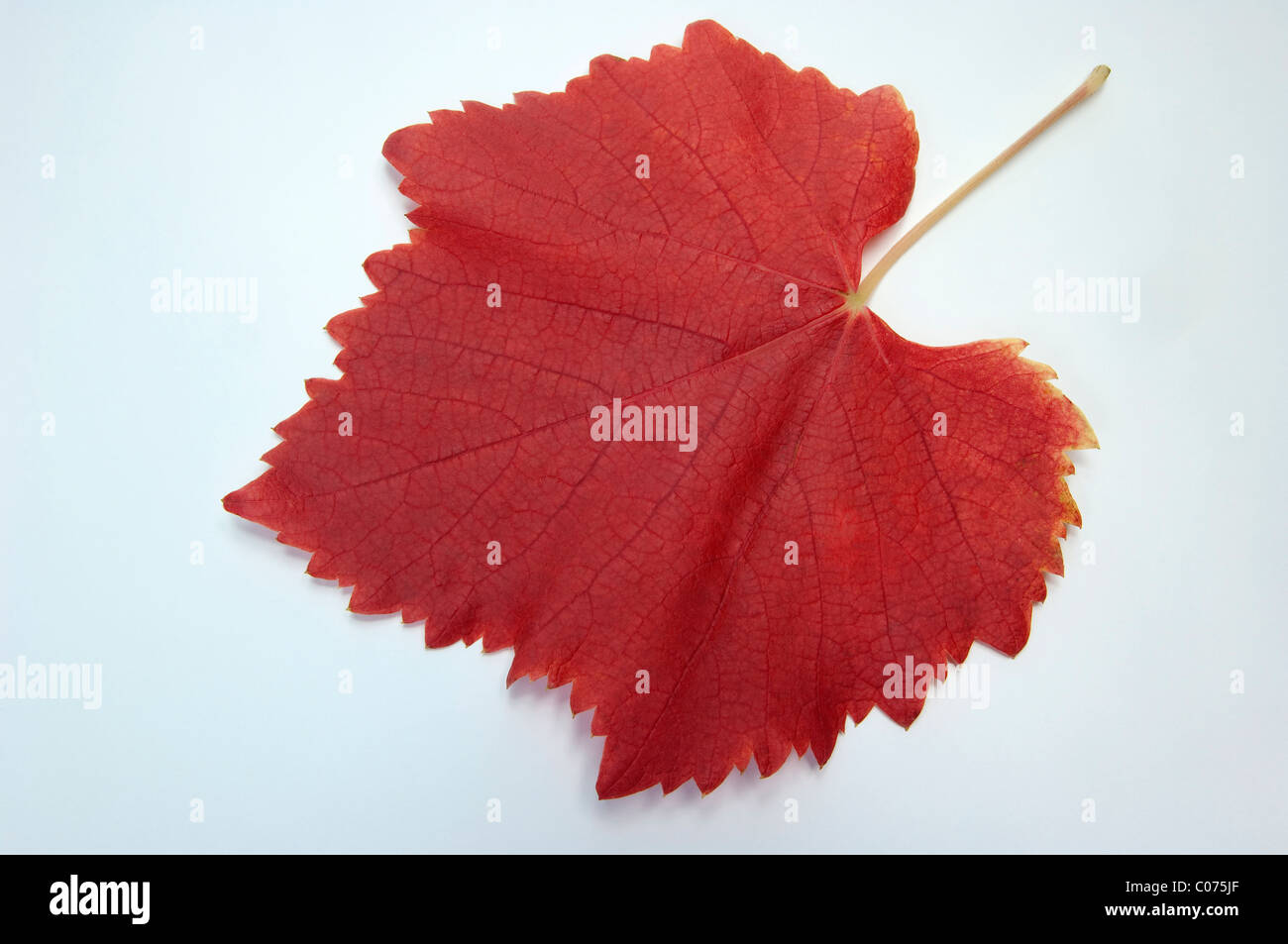 Grape Vine (Vitis vinifera), leaf in autumn colors, studio picture ...