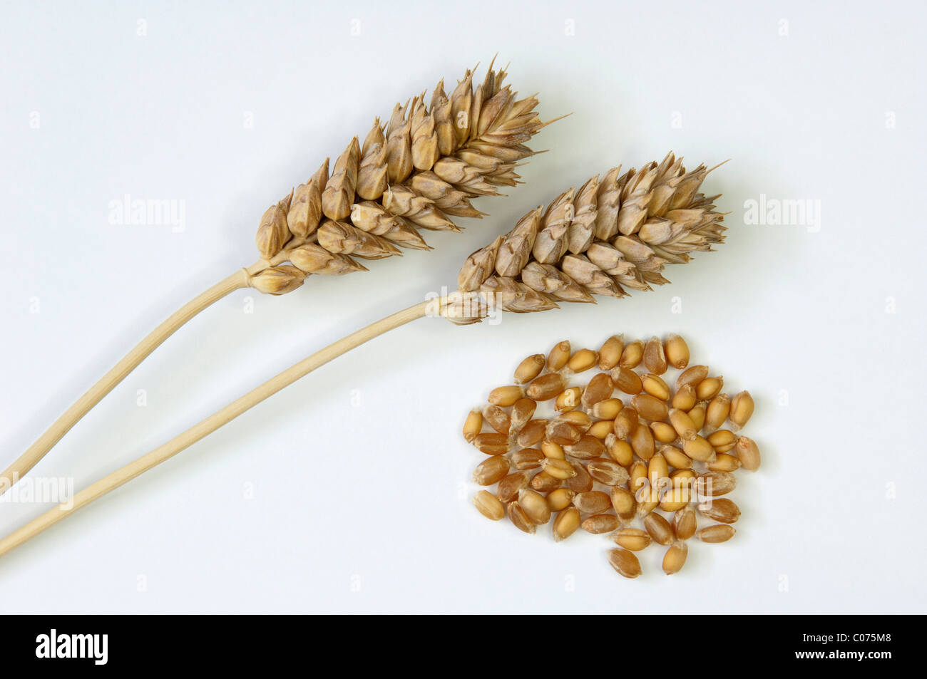 Common Wheat, Bread Wheat (Triticum aestivum), ripe ear and corns. Studio picture against a white background. Stock Photo