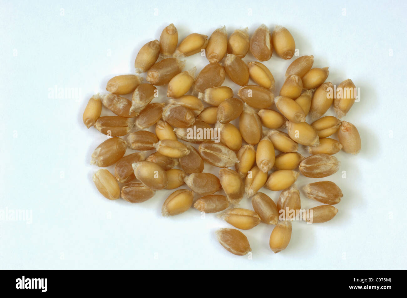 Common Wheat, Bread Wheat (Triticum aestivum), ripe corns. Studio picture against a white background. Stock Photo
