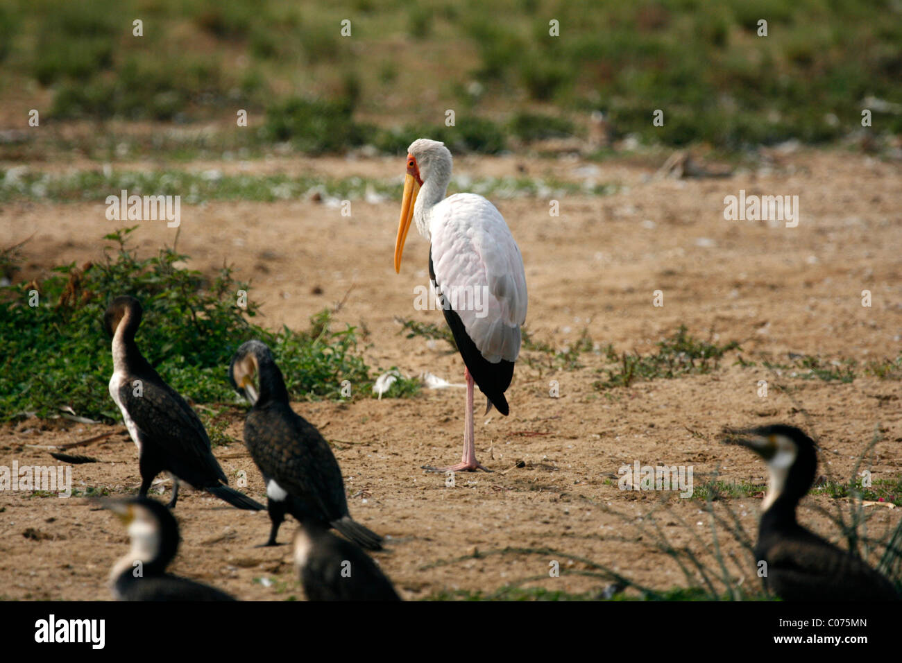 Yellow billed stork and cormorants by the Kazinga Channel in Queen Elizabeth National Park, western Uganda Stock Photo