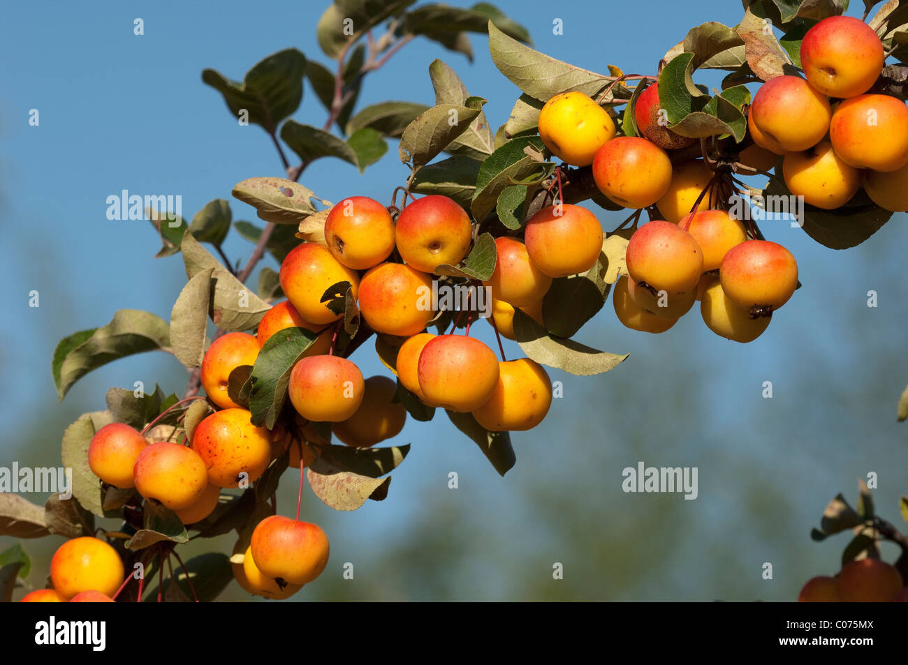 Crab Apple (Malus Butterball), twig with ripe fruit in autumn. Stock Photo
