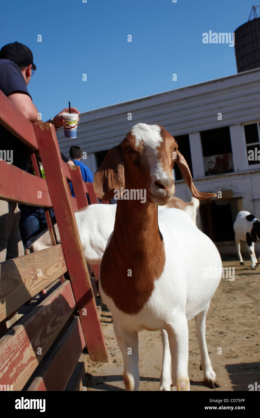 People feeding goats Stock Photo Alamy