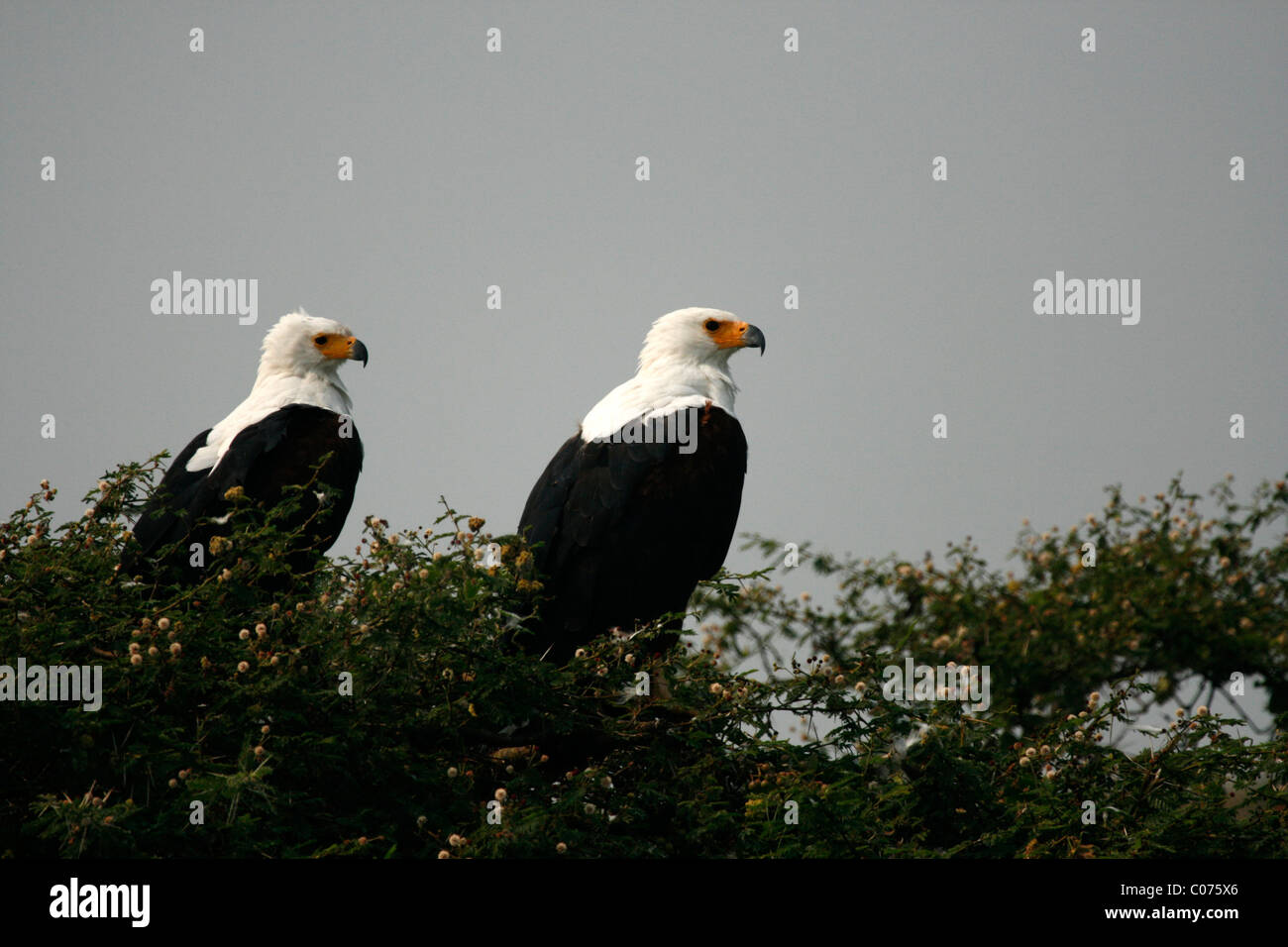 A pair of African Fish Eagles (Haliaeetus vocifer) by the Kazinga Channel, Queen Elizabeth National Park, Uganda Stock Photo