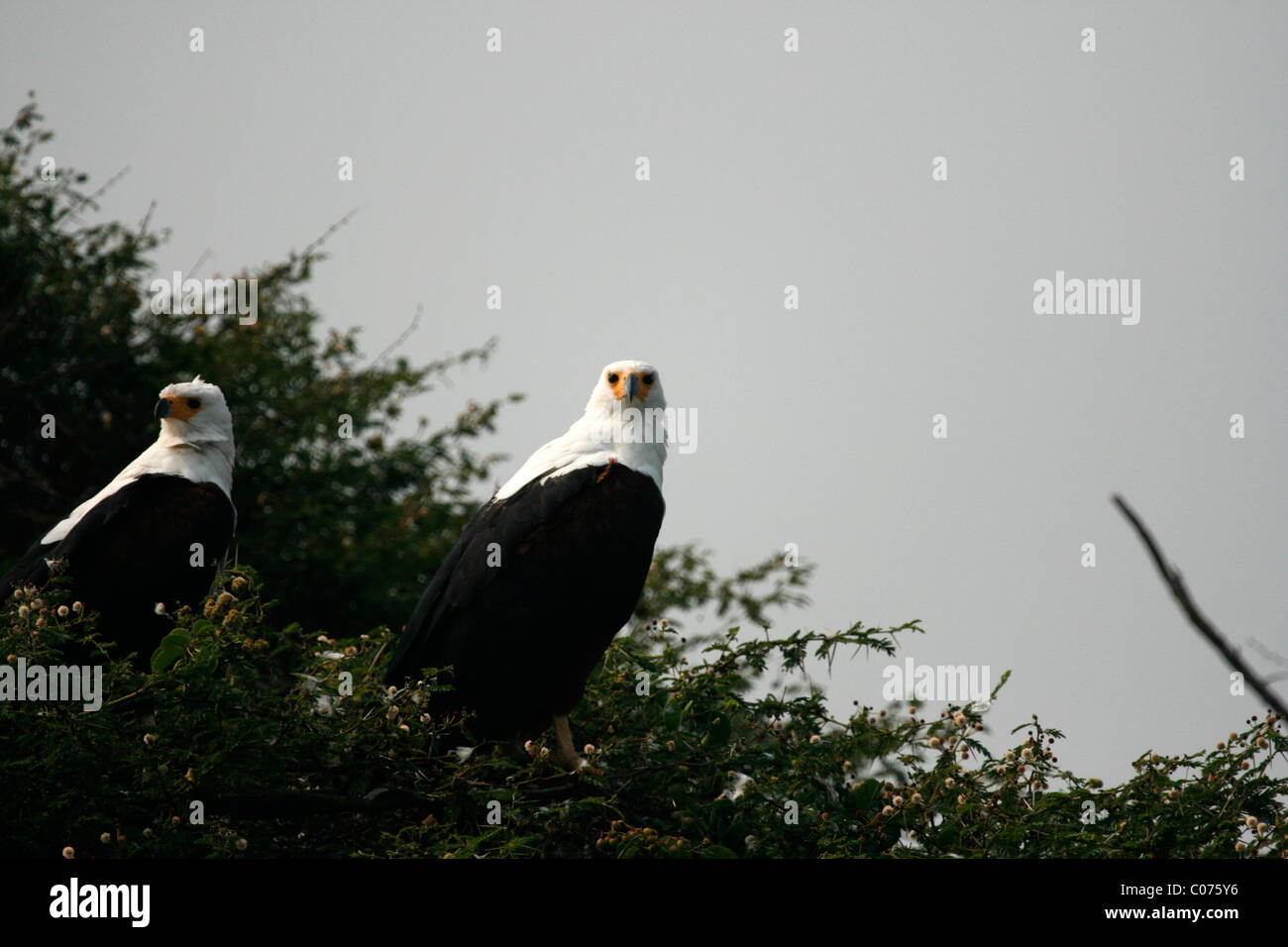 A pair of African Fish Eagles (Haliaeetus vocifer) by the Kazinga Channel, Queen Elizabeth National Park, Uganda Stock Photo