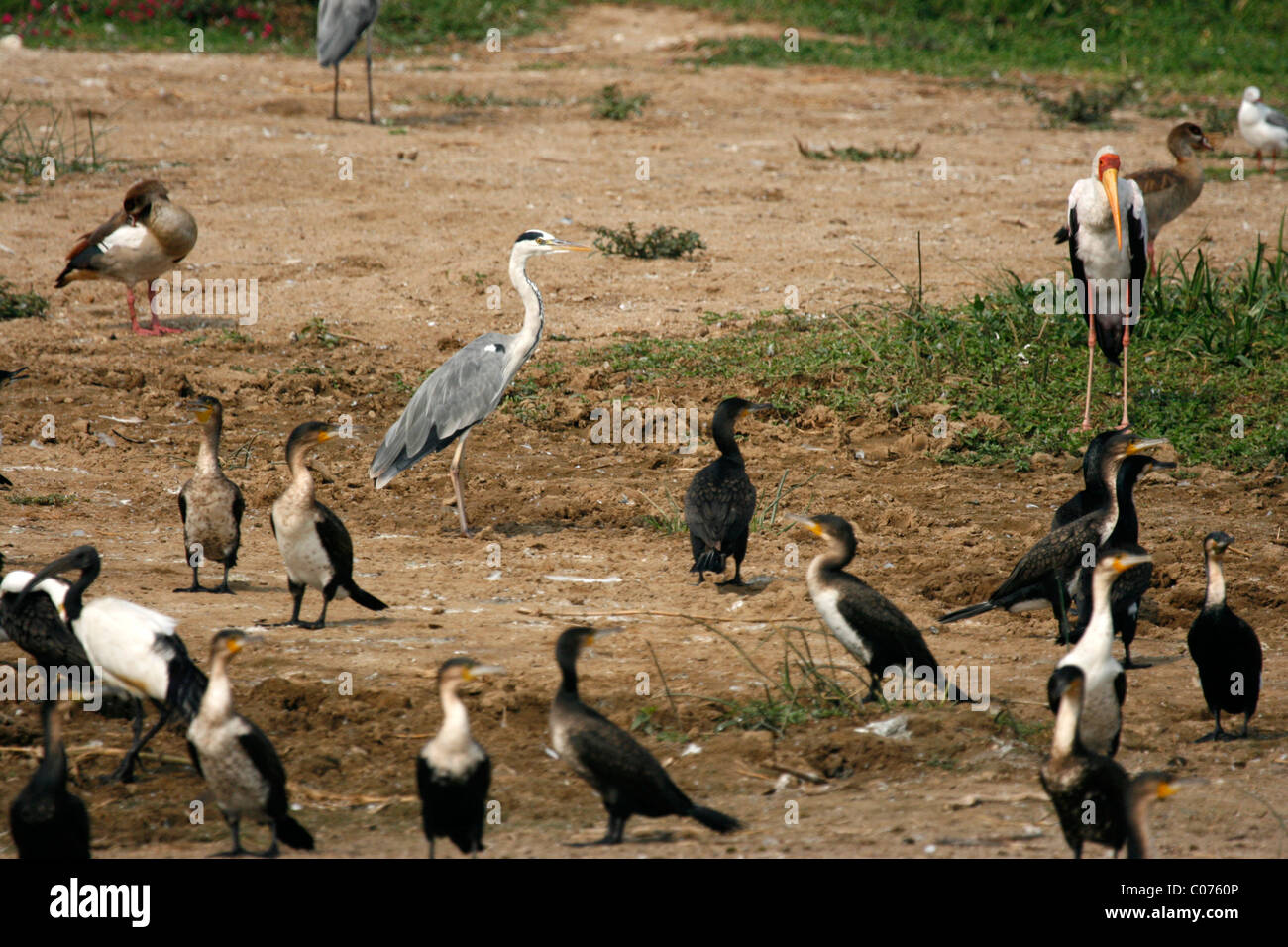 A yellow billed stork, a black headed heron, Egyptian geese and cormorants by the Kazinga Channel, Uganda Stock Photo