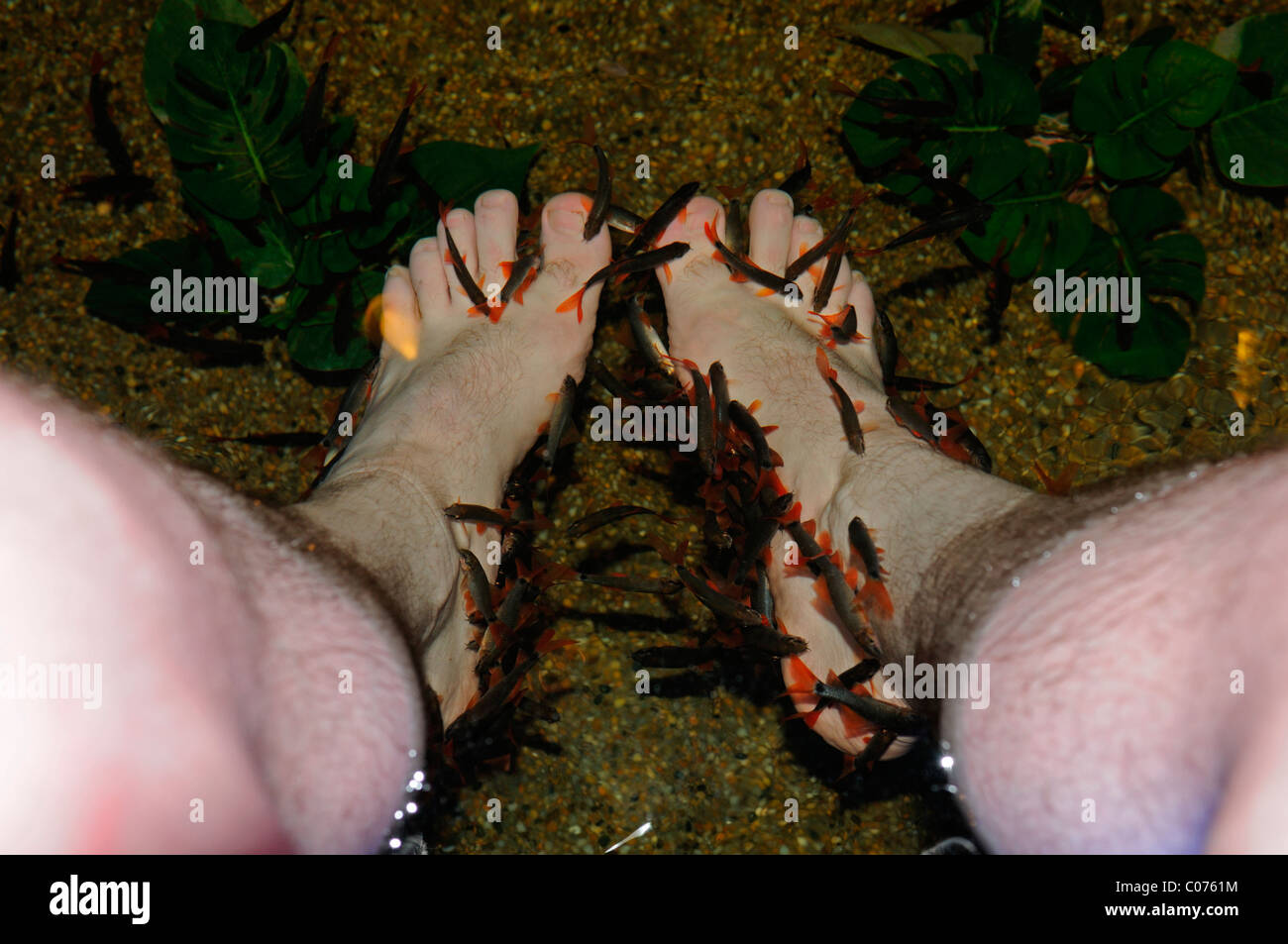 Garra Rufa fish doctor fish nibble fish little dermatologist eating dead skin cells from someone's foot feet pedicure Stock Photo