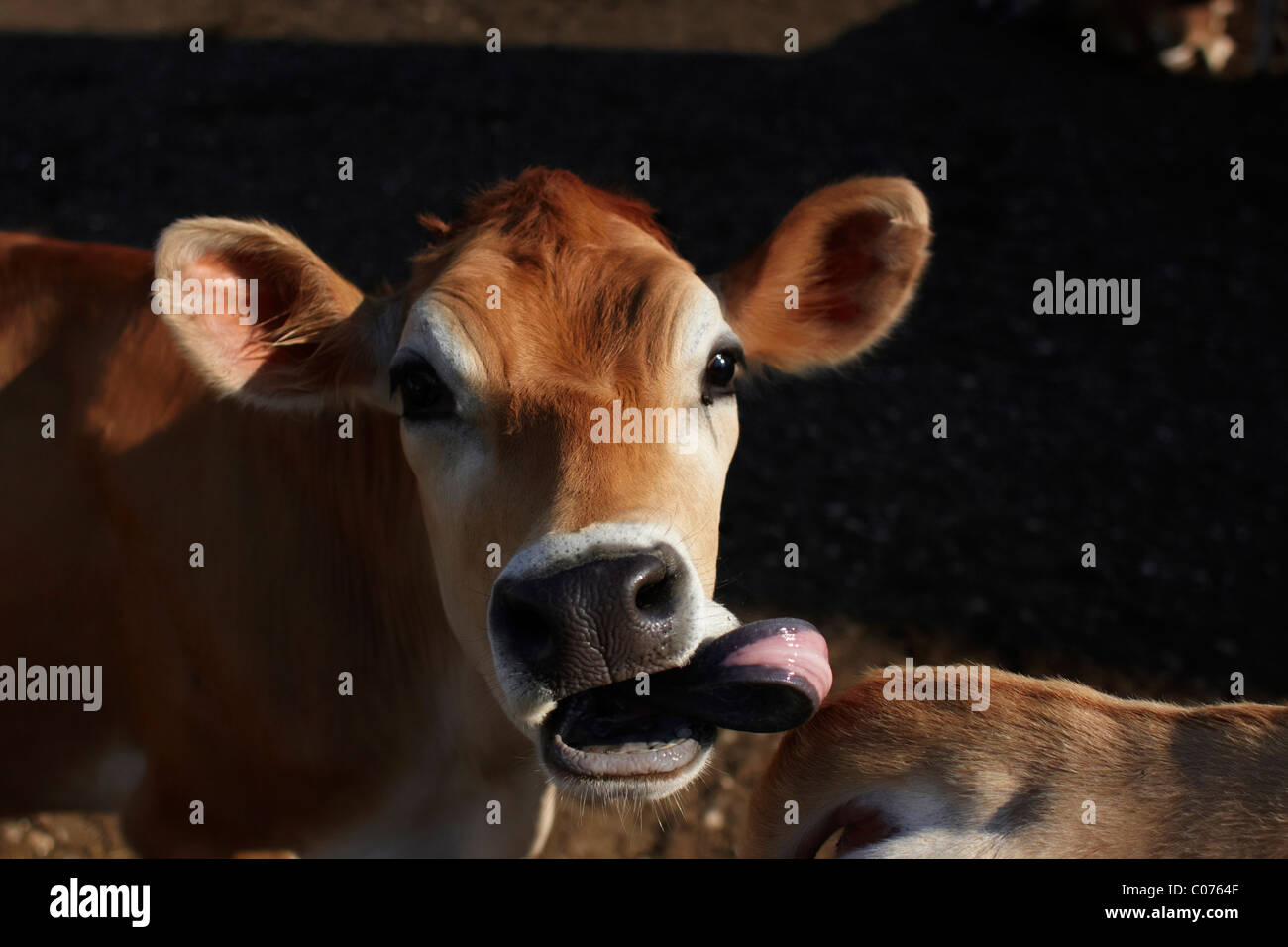 A jersey dairy cow sticking its tongue out Stock Photo Alamy