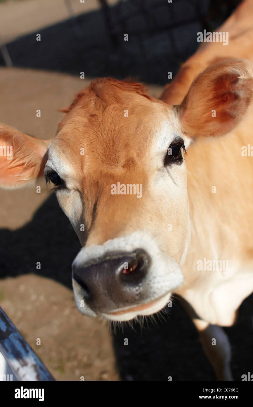 A jersey cow close up Stock Photo Alamy