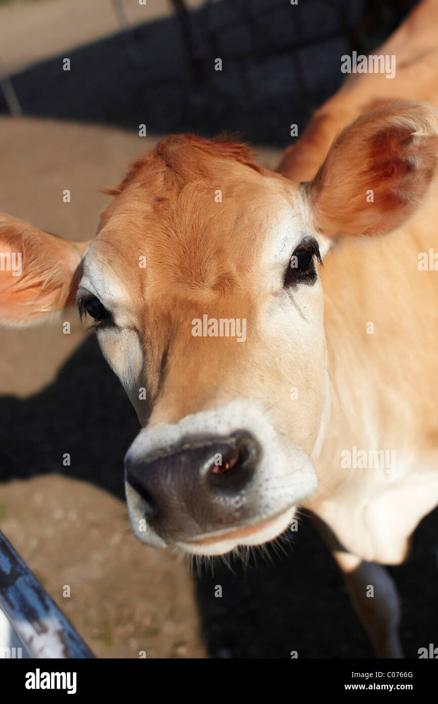 A Jersey Cow Close Up Stock Photo Alamy