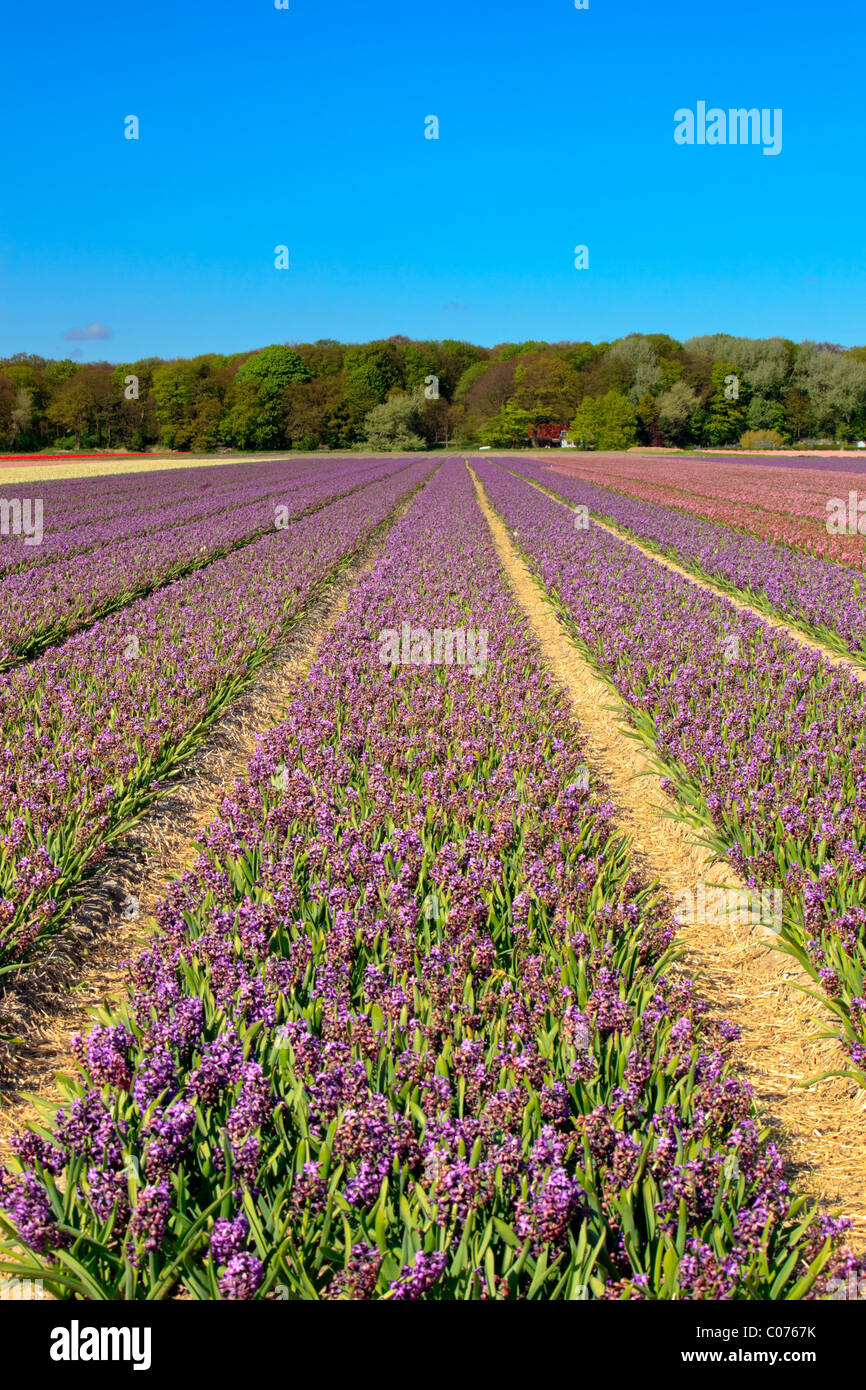 Field of pink tulips with trees in the background and blue sky Stock ...