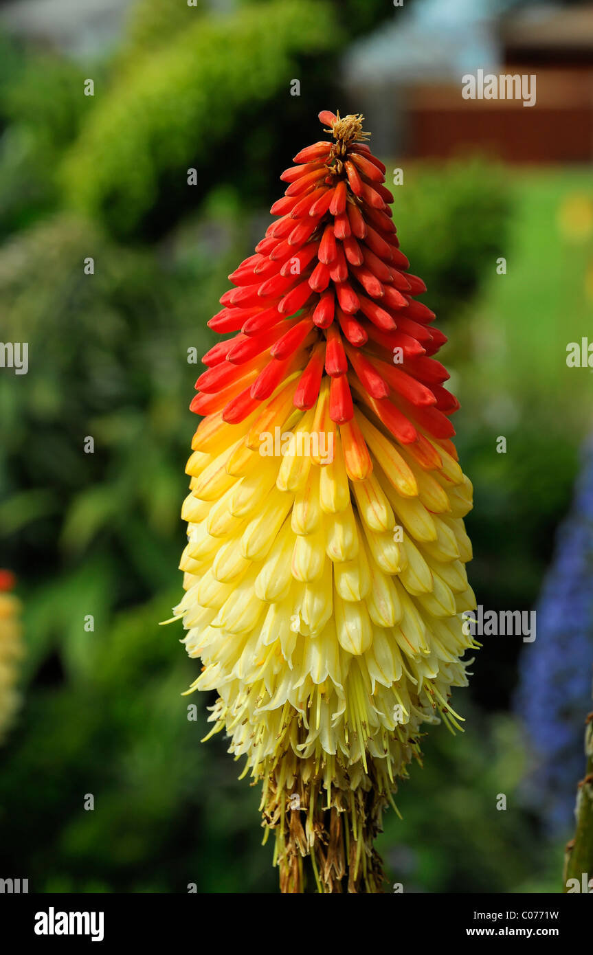 Tritoma, Red hot poker, Torch lily, Poker plant (Kniphofia), California, USA, North America Stock Photo