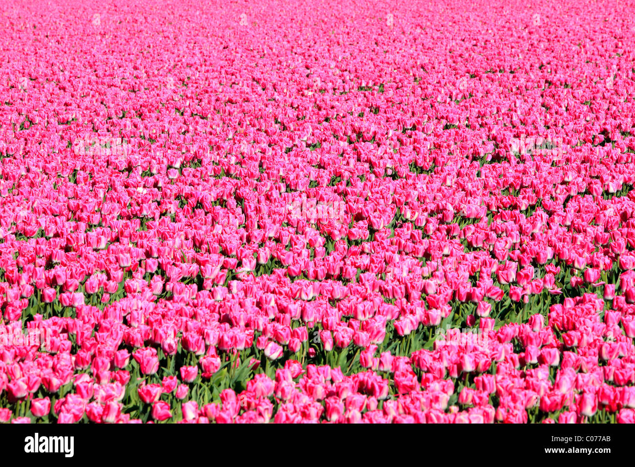 Field of pink tulips Stock Photo - Alamy