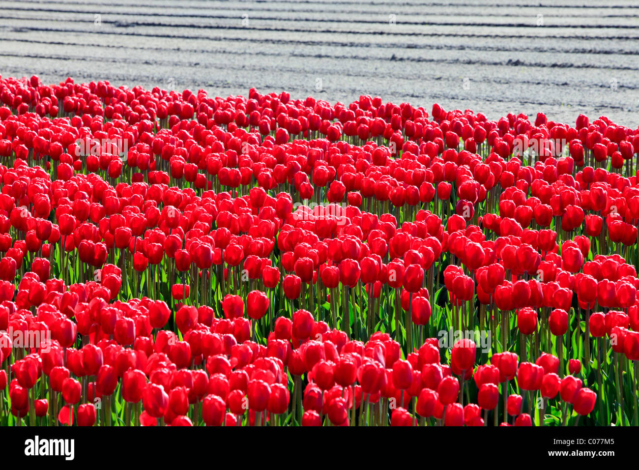Field of red tulips Stock Photo - Alamy
