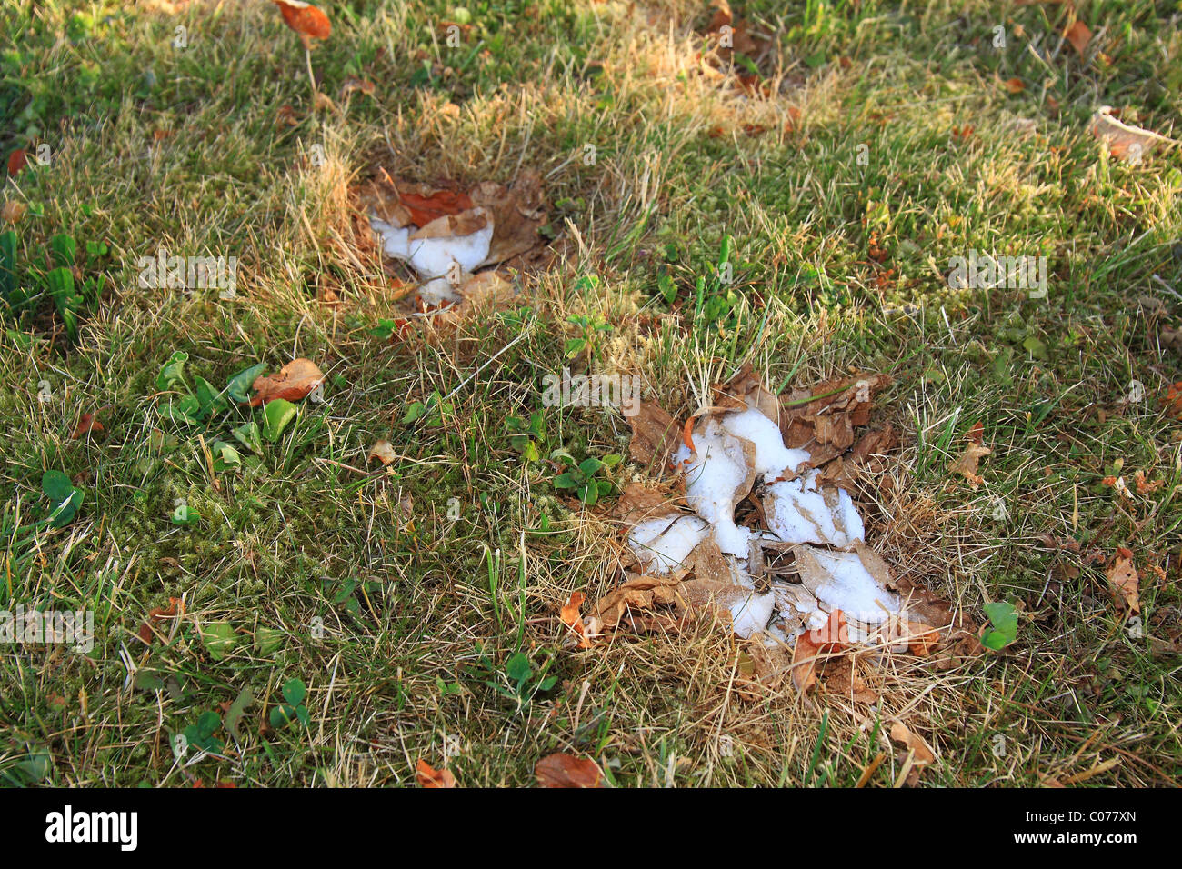 'Weed' has been sprinkled with salt to remove it to keep the lawn clean Stock Photo